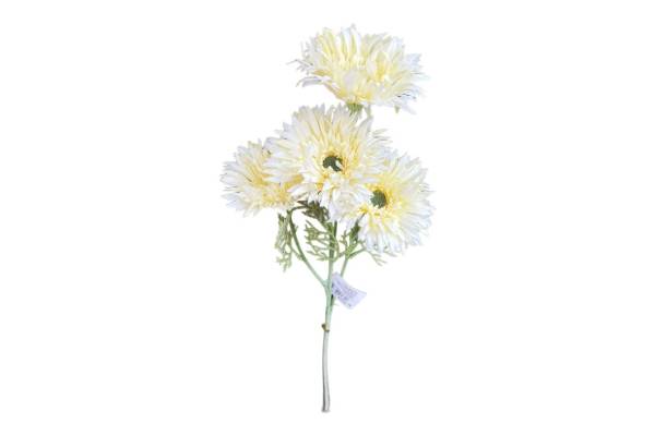 gerbera4
